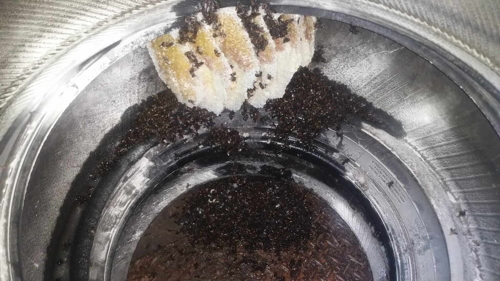 Beehive Found Inside Washing Machine — Natraspray Lismore in Goonellabah, NSW
