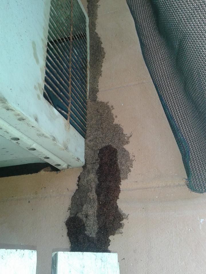 A White Air Conditioner Is Sitting on The Side of A Building with Termite Nest — Natraspray Lismore in Casino, NSW