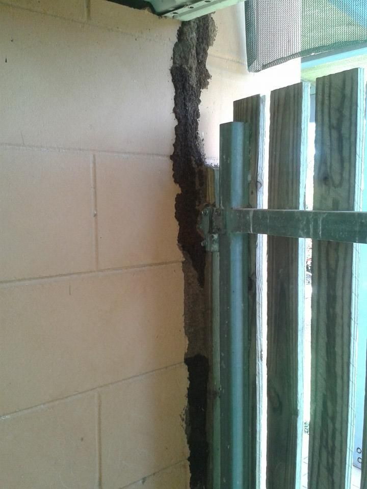 A Wooden Fence with Termites Nest — Natraspray Lismore in Alstonville, NSW