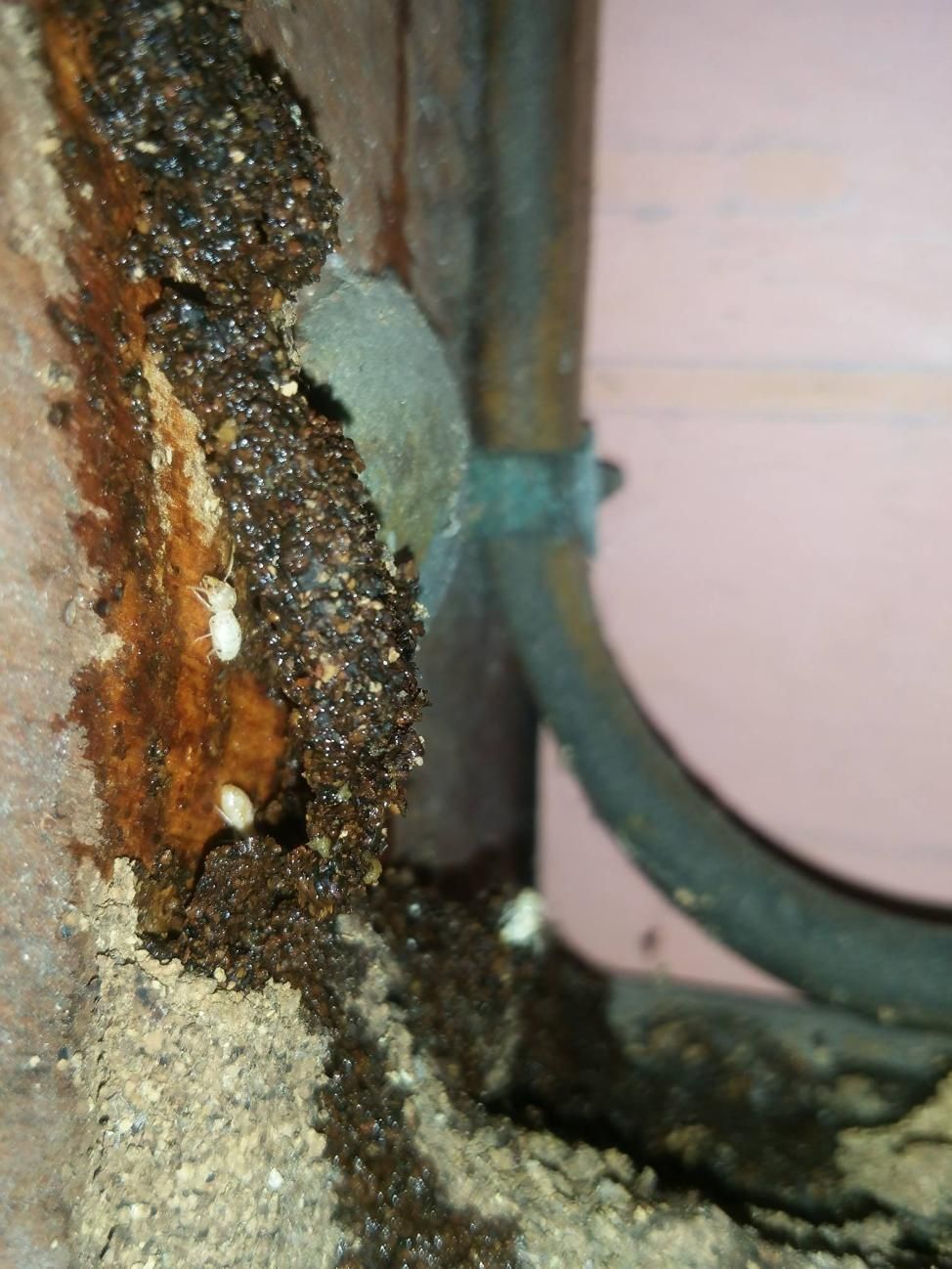 A Close-Up Of a Termite Nest on A Wall Next to A Pipe — Natraspray Lismore in Ballina, NSW