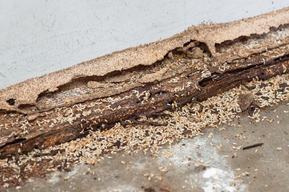 A Close-Up Of a Piece of Wood that Has Been Eaten by Termites — Natraspray Lismore in Casino, NSW