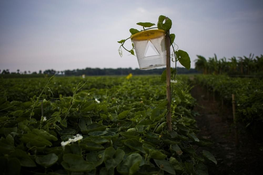 A Butterfly Trap Is Sitting in The Middle of A Field — Natraspray Lismore in Wardell, NSW
