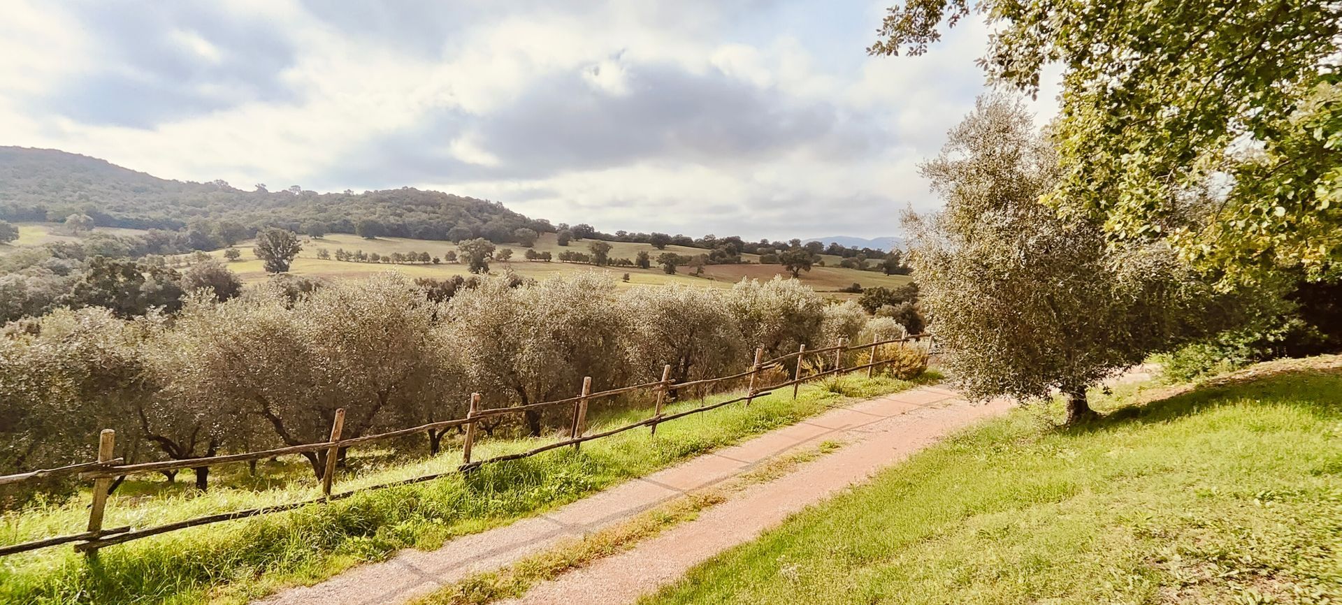 View of one of the olive groves at Lo Scalandrino