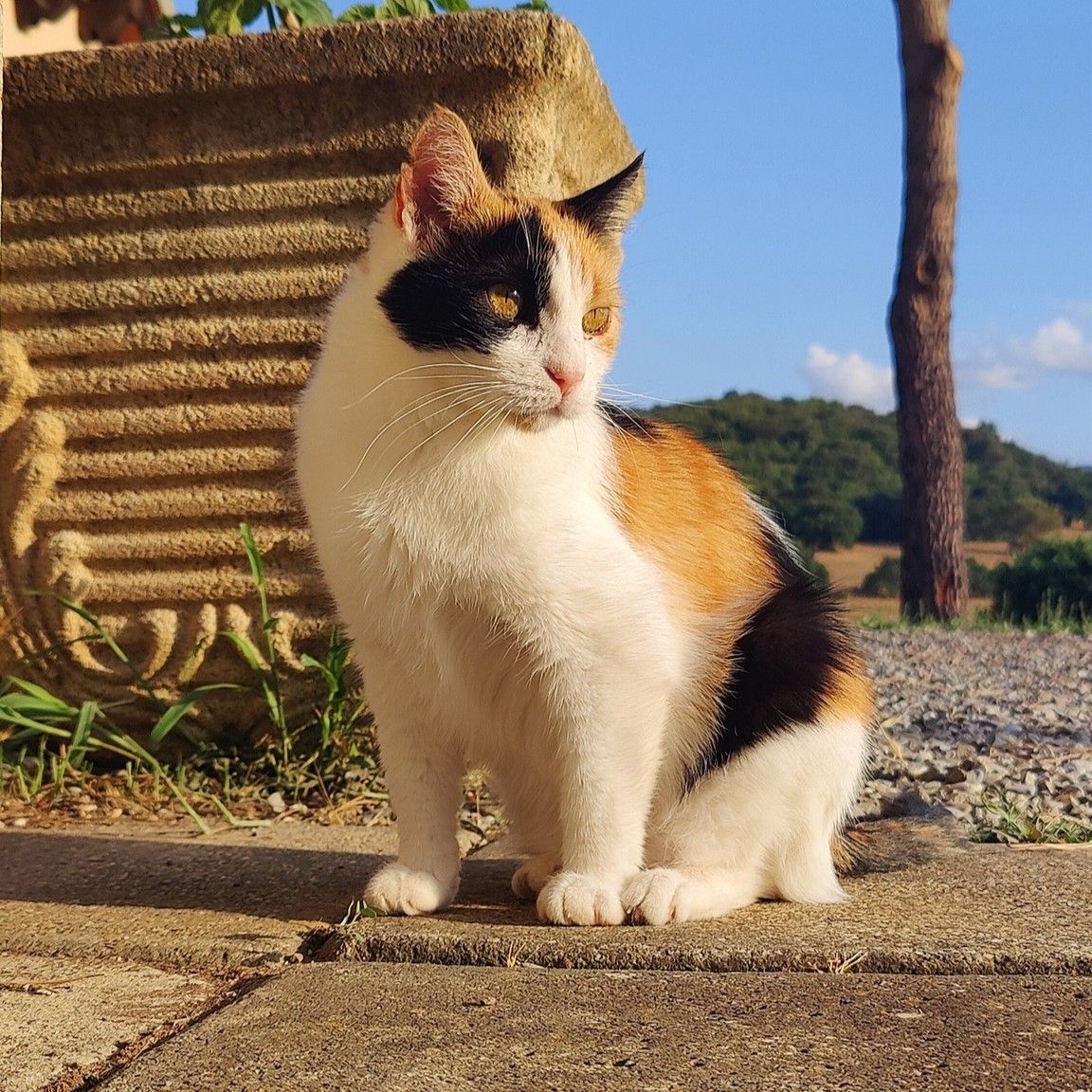 Calico cat with a black eye patch sits on sunlit paving beside a stone planter, backed by a tree trunk, green foliage, and a blue sky.