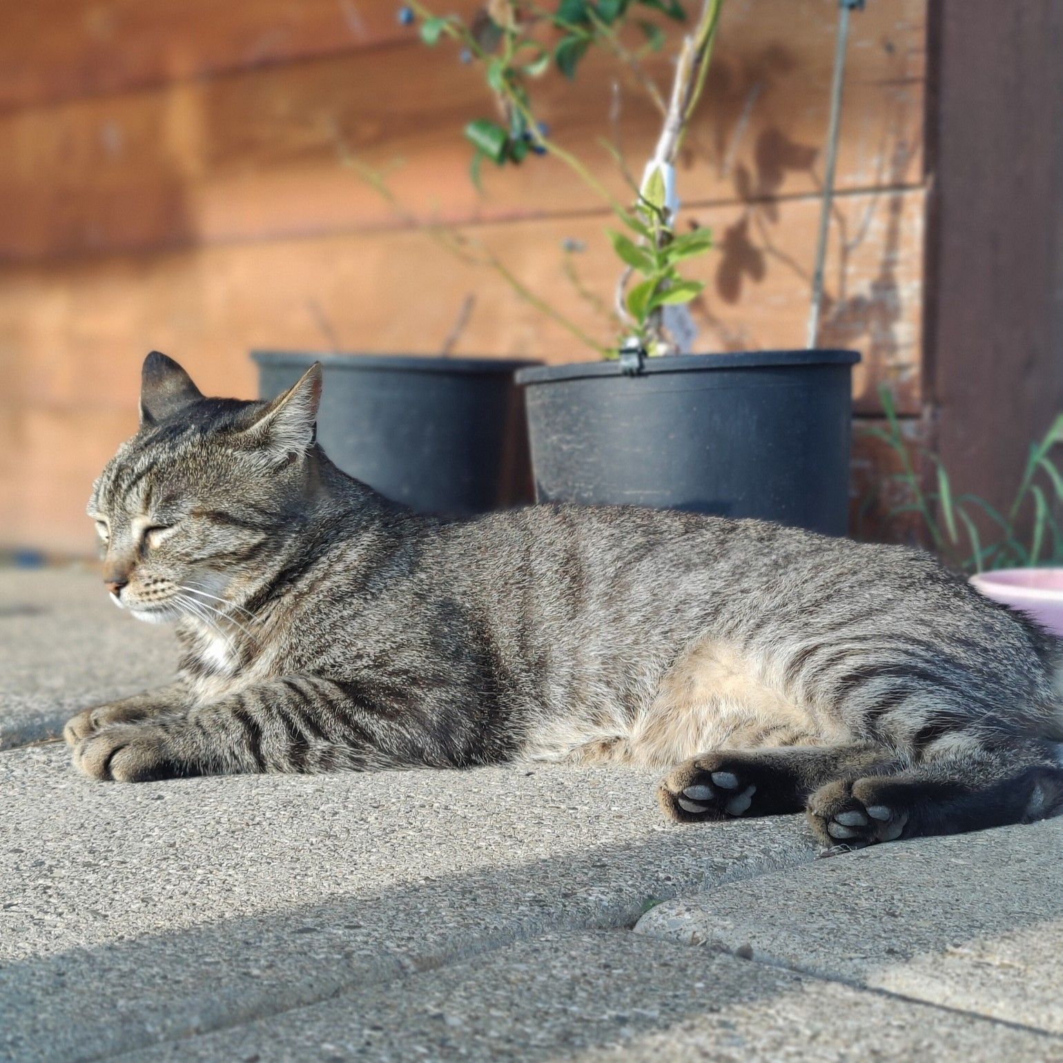 Tabby cat with striped fur lying on sunlit concrete, eyes closed, flanked by two black plant pots against a wooden wall.