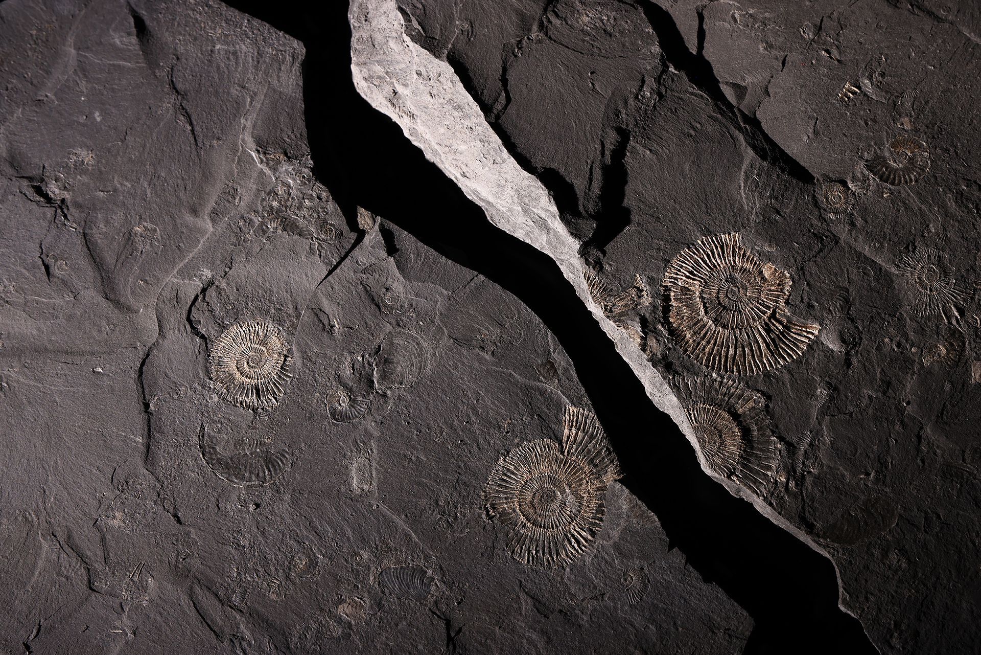 coral caverns and ancient fossils embedded into rock