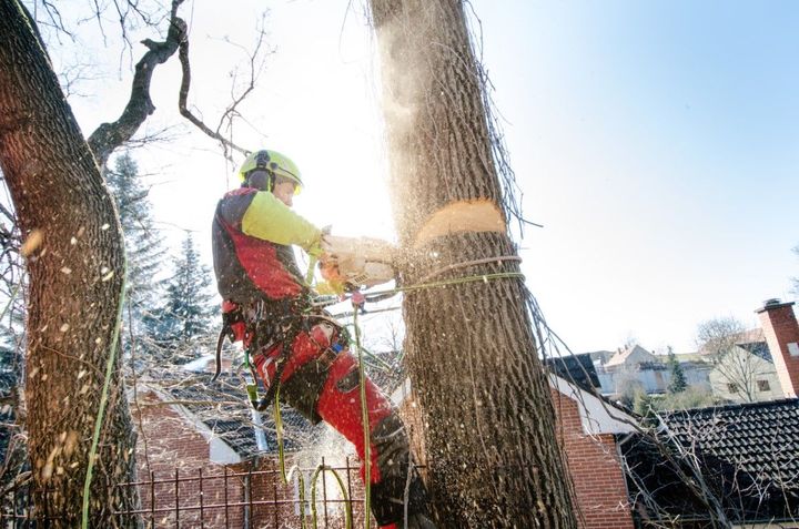 An arborist in protective gear uses a chainsaw to cut a section from a tall tree trunk outdoors.