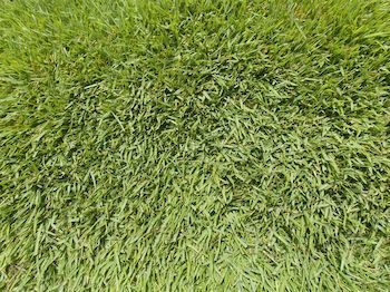 A close up of a lush green field of grass.