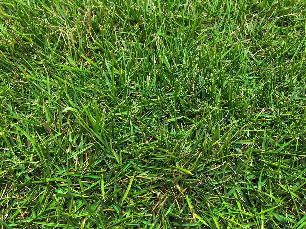 A close up of a lush green field of grass.