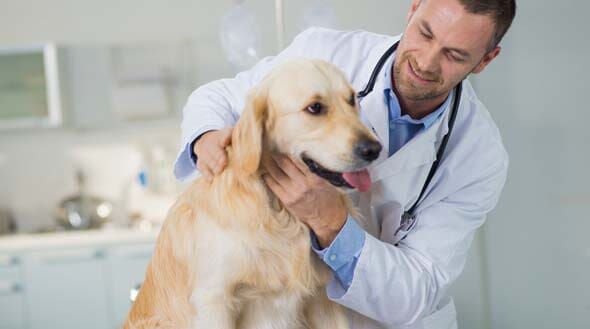 ​FRENCH´S CLINICA Y ESTETICA VETERINARIA - Tratamientos