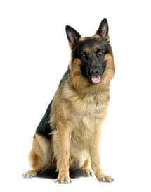 ​FRENCH´S CLINICA Y ESTETICA VETERINARIA - Hotel y guardería