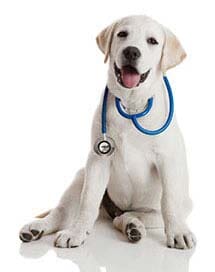 ​FRENCH´S CLINICA Y ESTETICA VETERINARIA - Laboratorio clínico