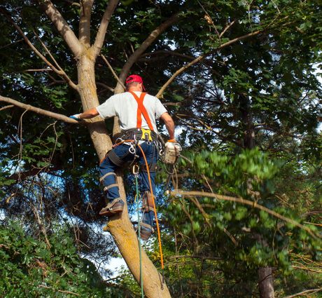 man in the tree with rope