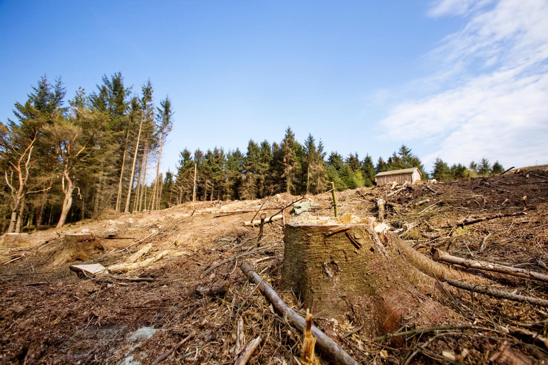 cut down trees in the forest