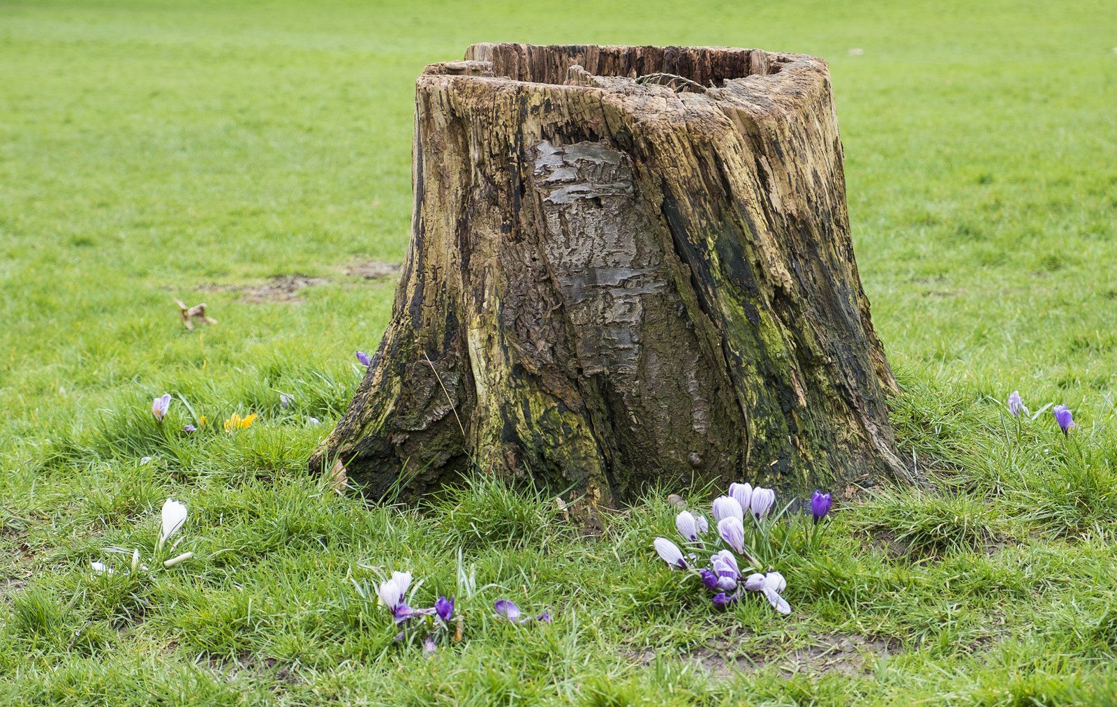 tree stump in the grass
