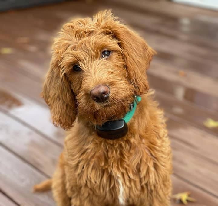 A brown dog wearing a green collar is sitting on a wooden deck.