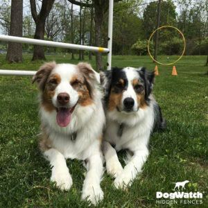 Two dogs are laying in the grass next to a dogwatch hidden fence