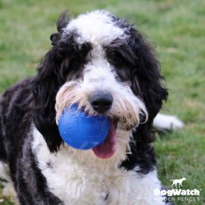 A black and white dog is holding a blue ball in its mouth.