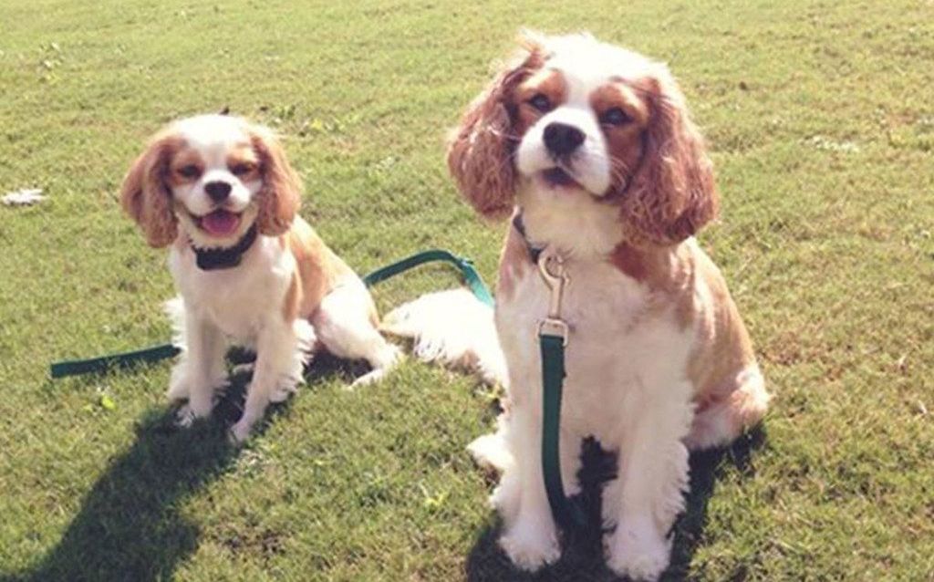 Two dogs are sitting next to each other on a lush green field.