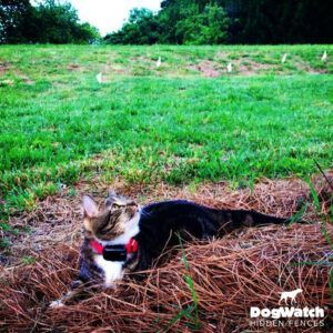 A cat wearing a red collar is laying in a pile of pine needles ..
