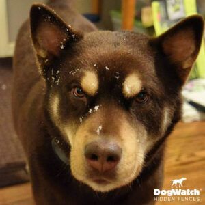 A close up of a dog 's face with dogwatch hidden fences written on the bottom