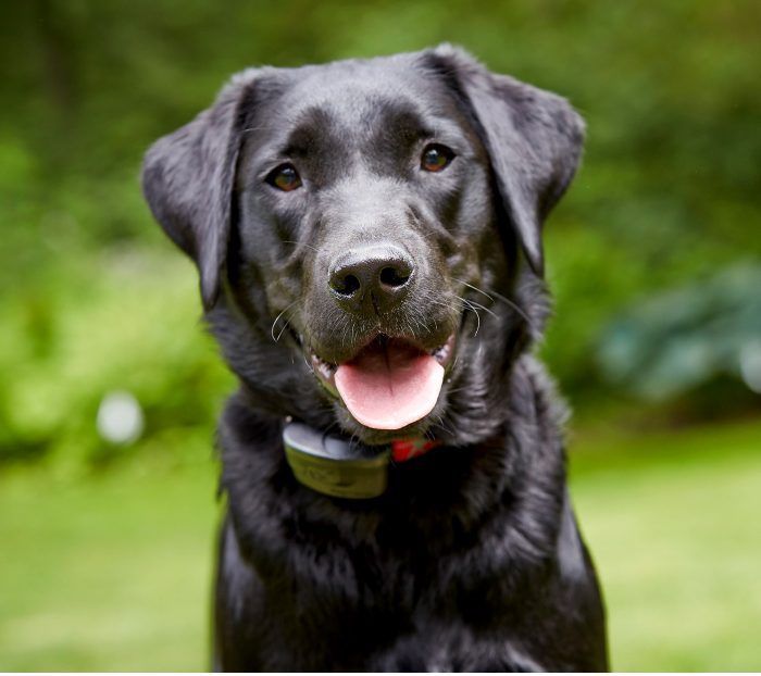 A black dog wearing a collar is looking at the camera
