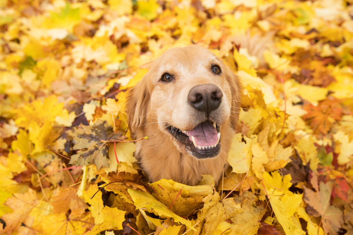 Hidden pet fence maintenance