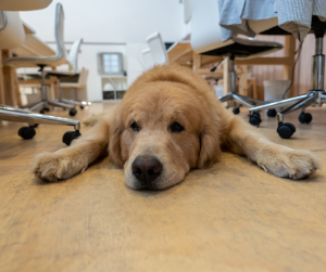 Dog at Office