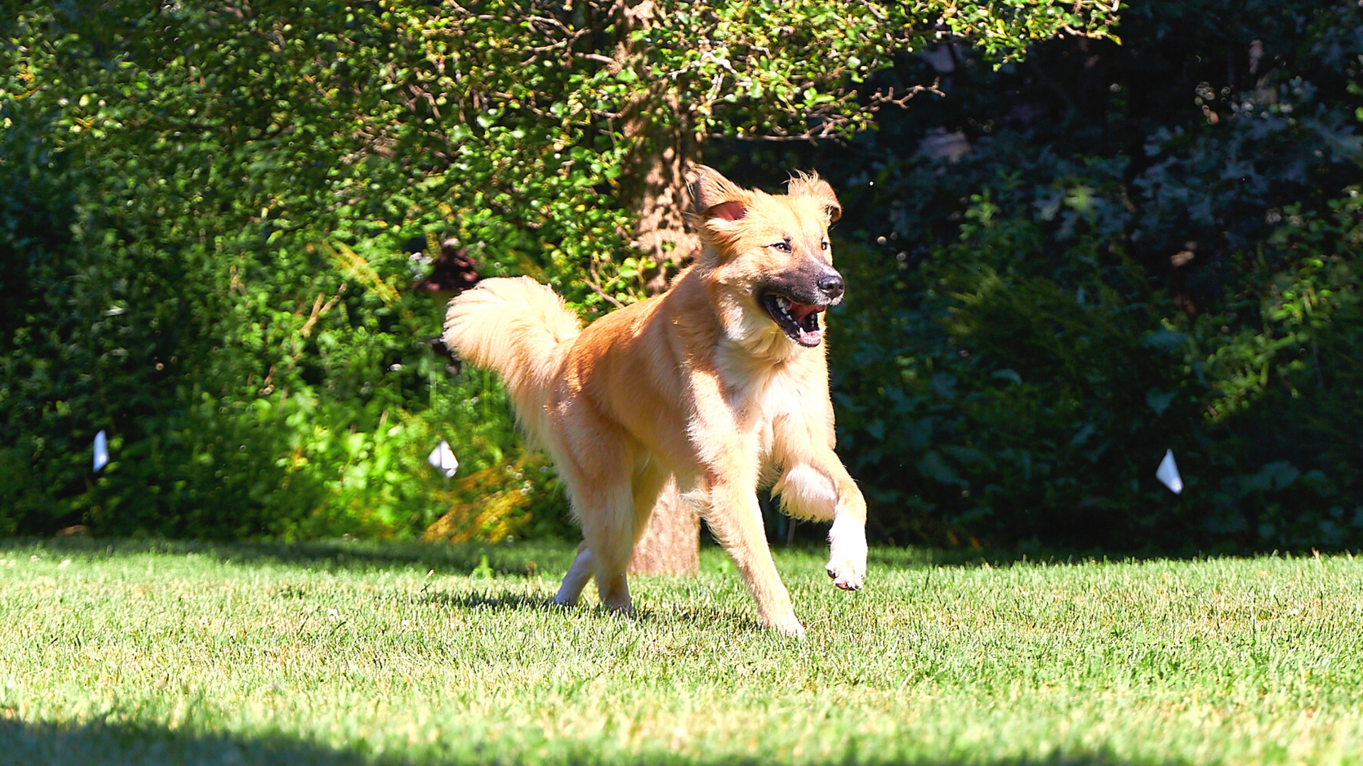 Dog Fence Technologies