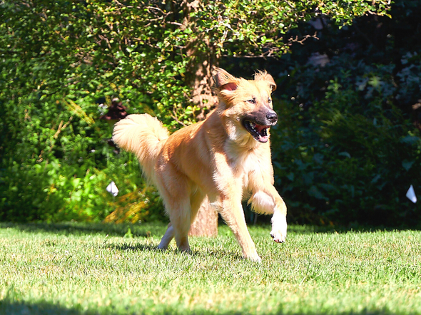 A dog is running in the grass with its mouth open