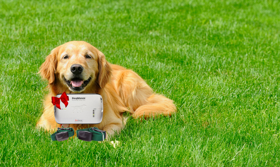 Gift for your Dog