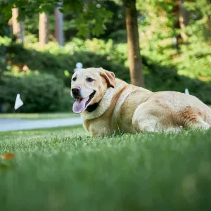Do GPS Dog Fences work?
