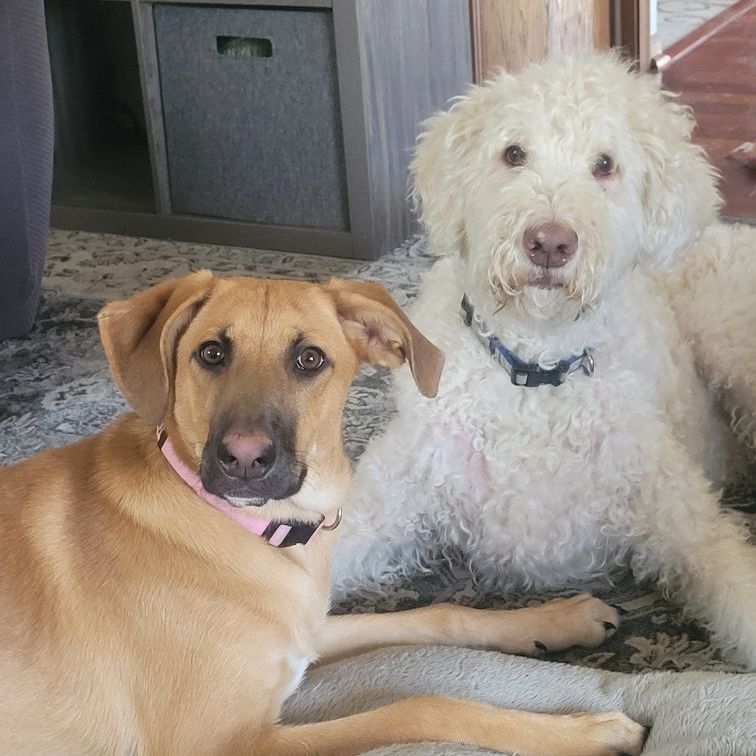 A brown dog is laying next to a white dog