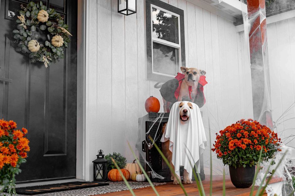 Dog waiting calmly by the front door on Halloween