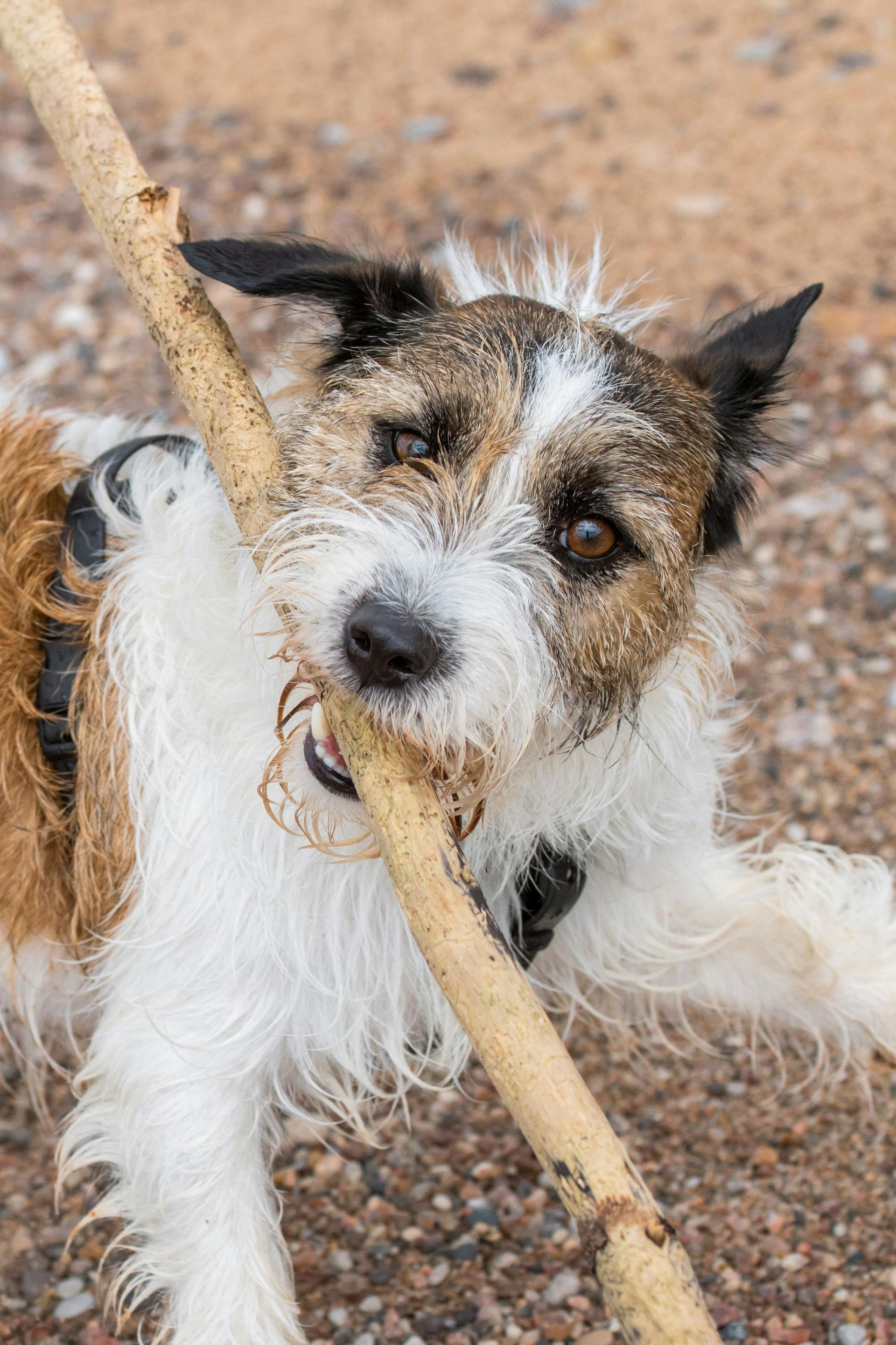 Seasonal Safety Tips for Pets