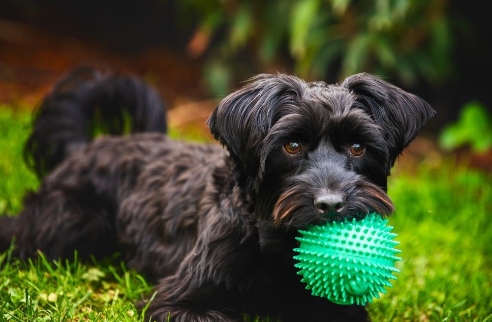 Dog with green ball 