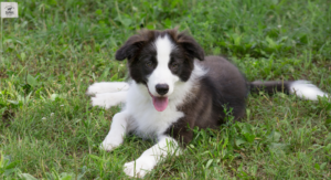 Pet Safety