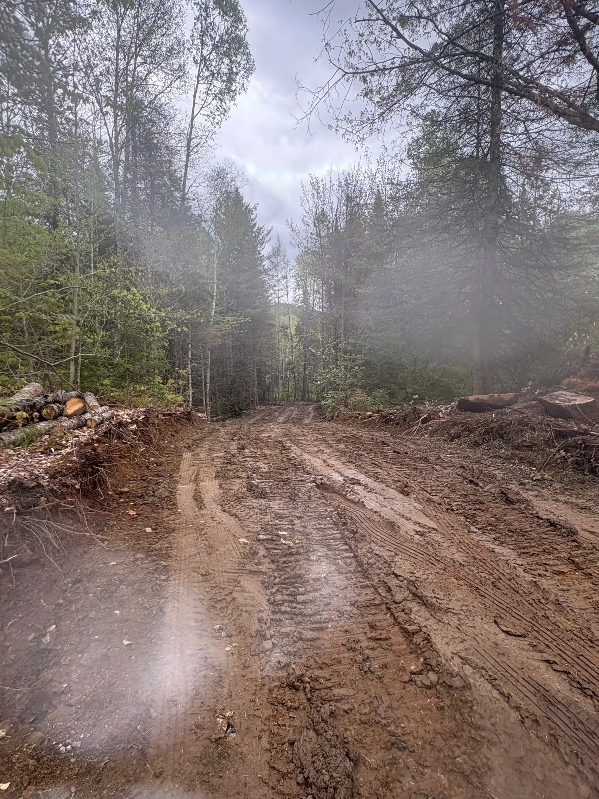 Muddy dirt road through a misty forest, with tire ruts and trees lining both sides