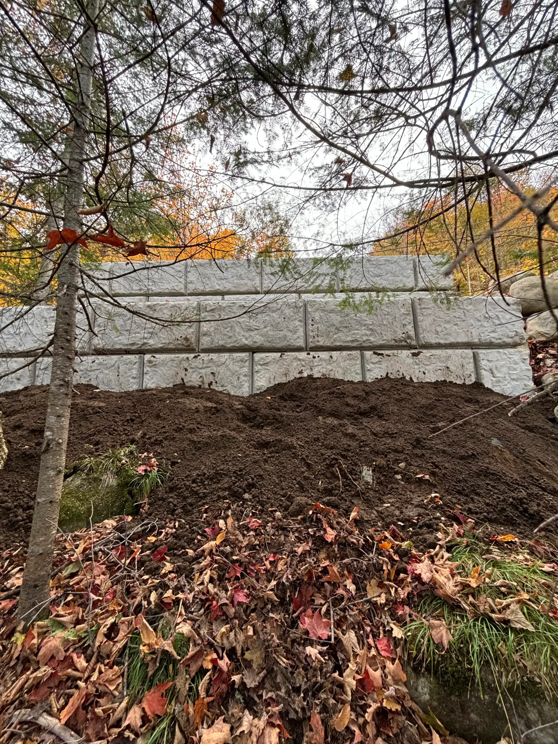 Bare trees in front of a gray fence, with a large pile of dark soil and fallen autumn leaves in the foreground