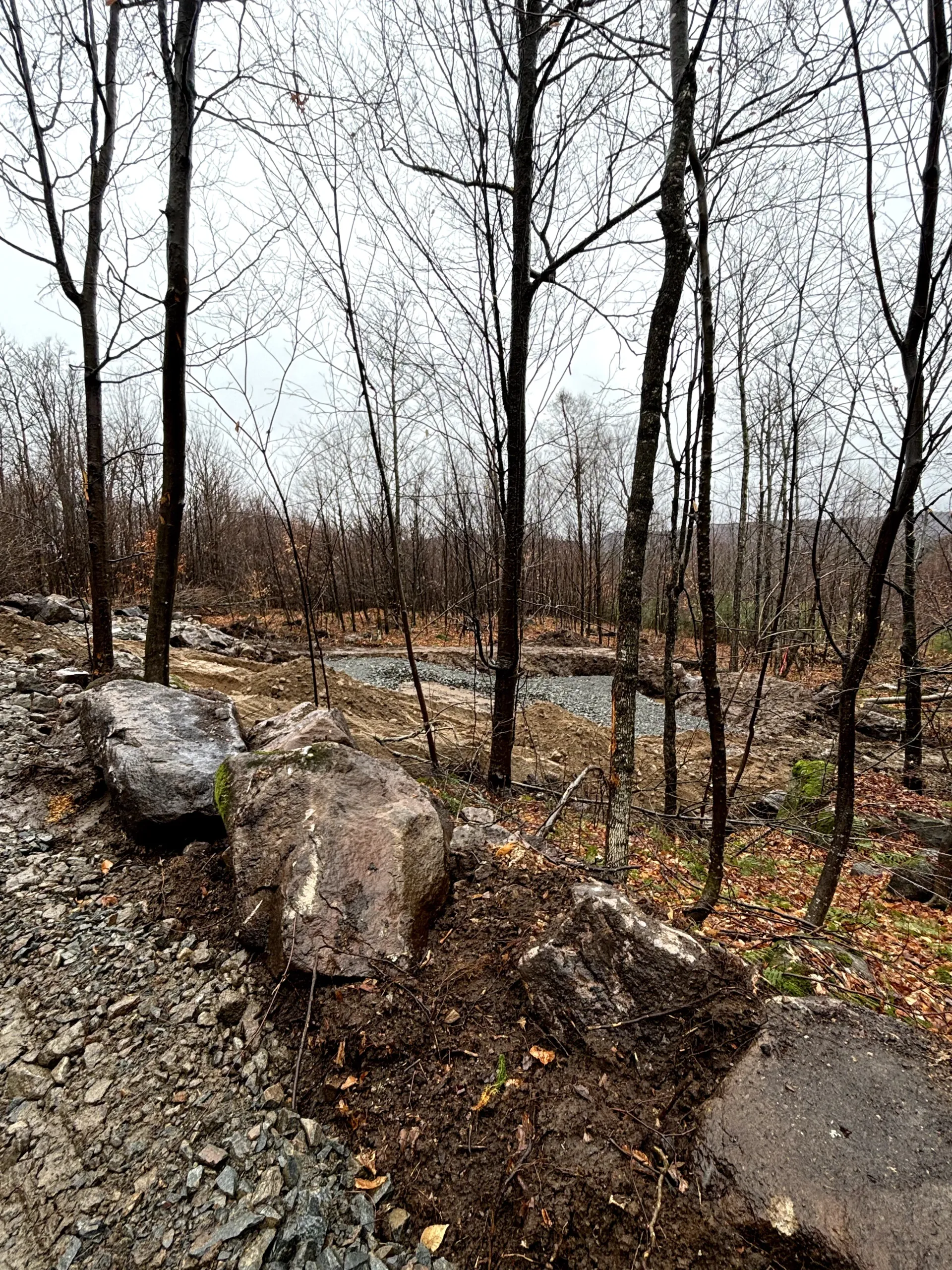 Leafless trees and muddy rocks in a winter forest, with a gravel path in the foreground.