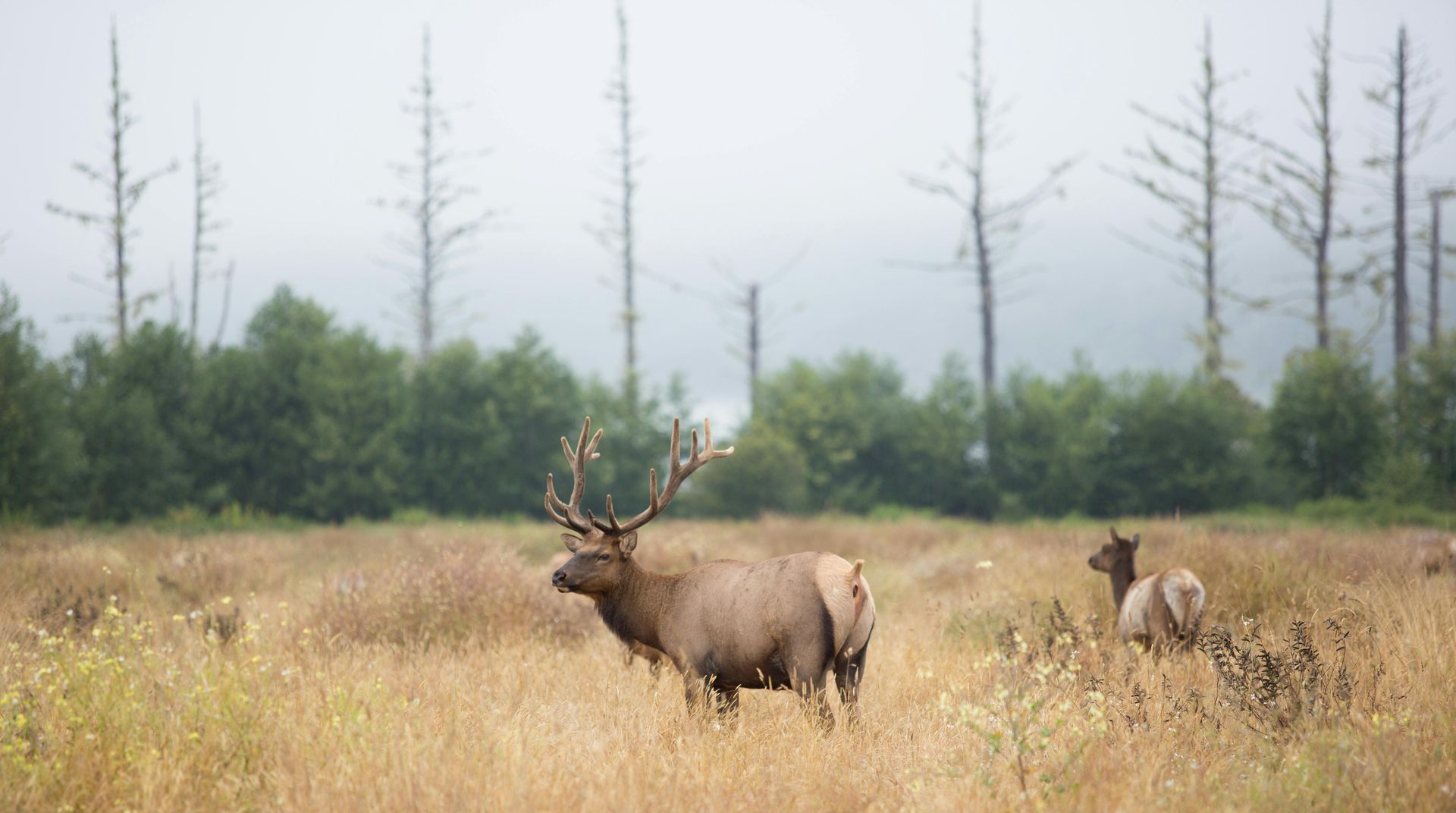 Elk with large antlers stands in a field, autumn foliage in the background.