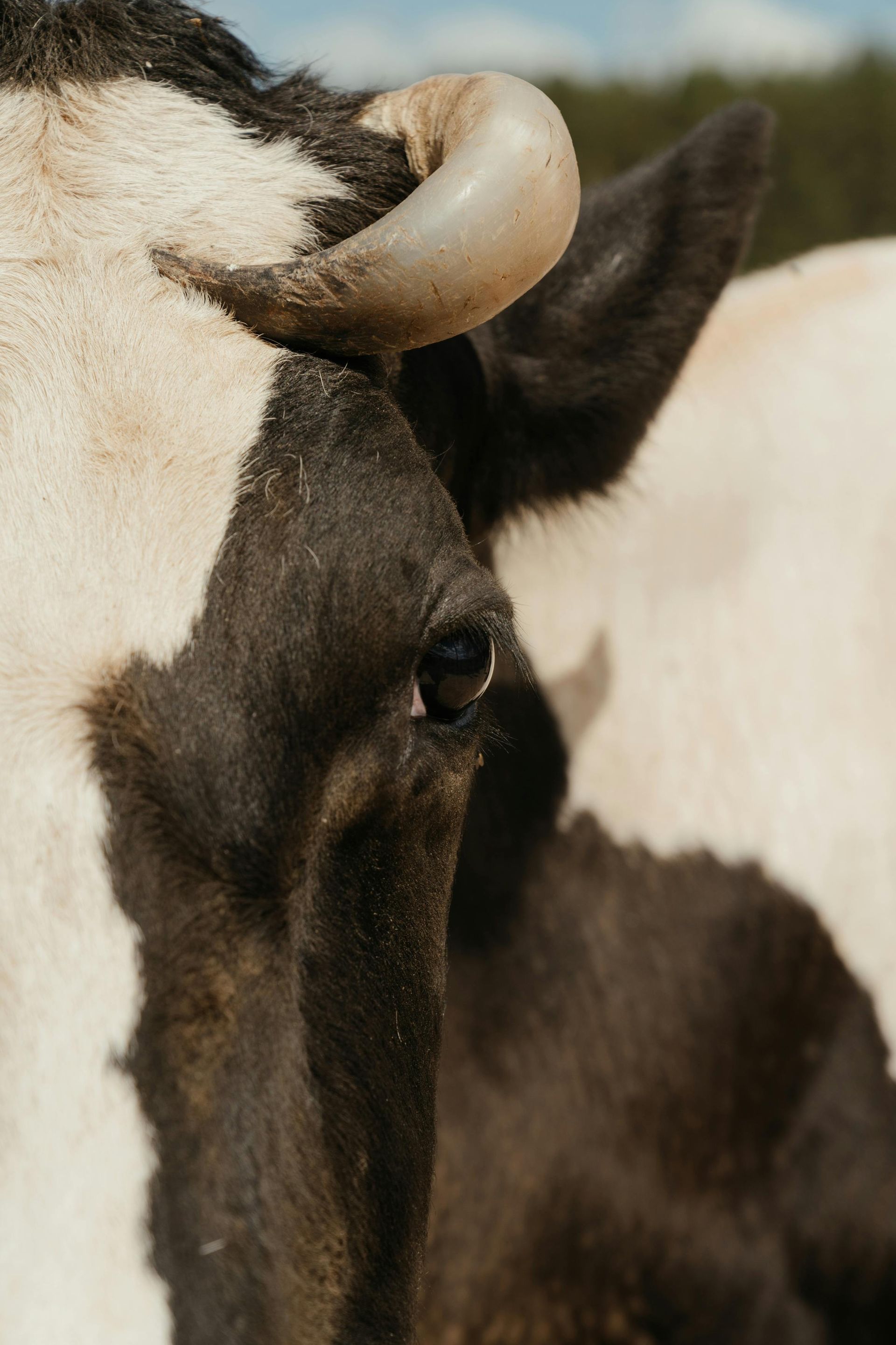 Close-up of a cow's head; black and white markings, curved horn, eye visible.