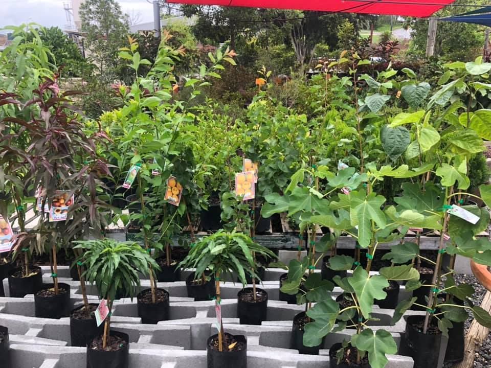 A Bunch of Potted Plants Are Sitting on a Table in a Greenhouse  — Golden City Brick & Landscape in Gympie, QLD