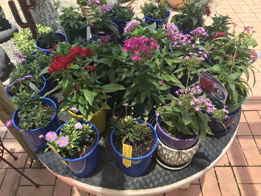 A Table Filled With Lots of Potted Plants and Flowers — Golden City Brick & Landscape in Gympie, QLD