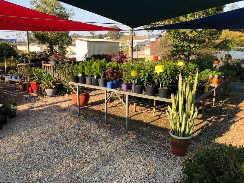 A Bunch of Potted Plants Are Sitting on a Table Under an Umbrella — Golden City Brick & Landscape in Gympie, QLD