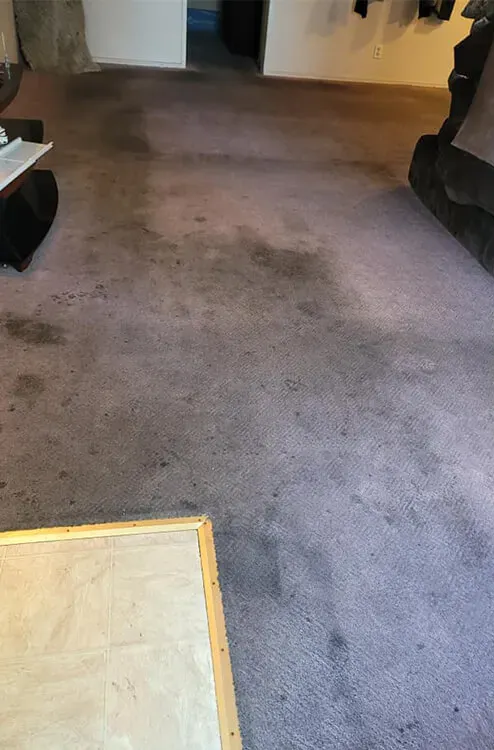 Carpeted living room with dark stains and a light mat in the foreground
