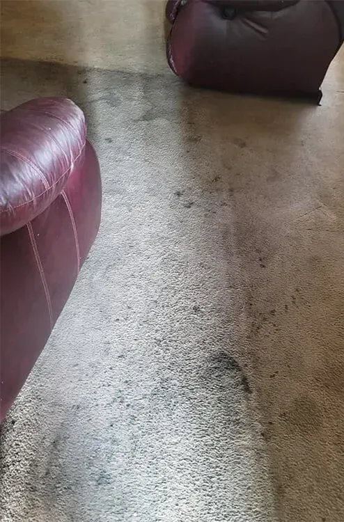 Muddy carpeted floor between burgundy leather sofas in a living room