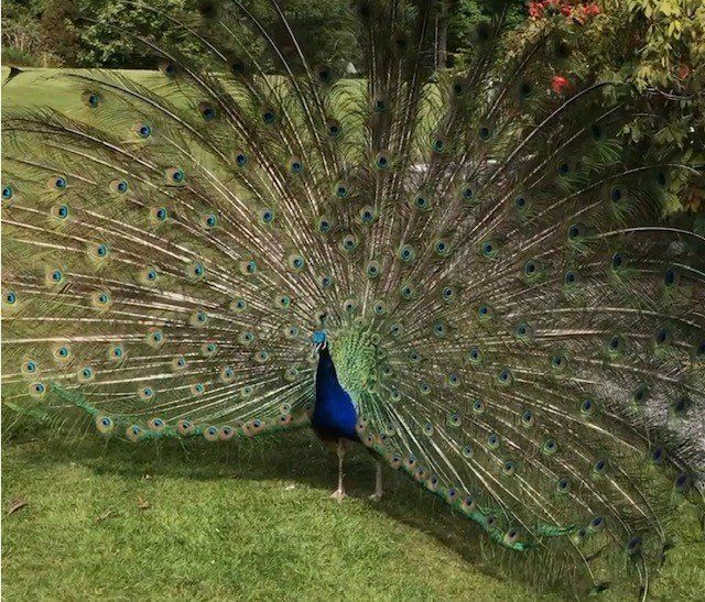 Peacock park at Queensland Holiday Park