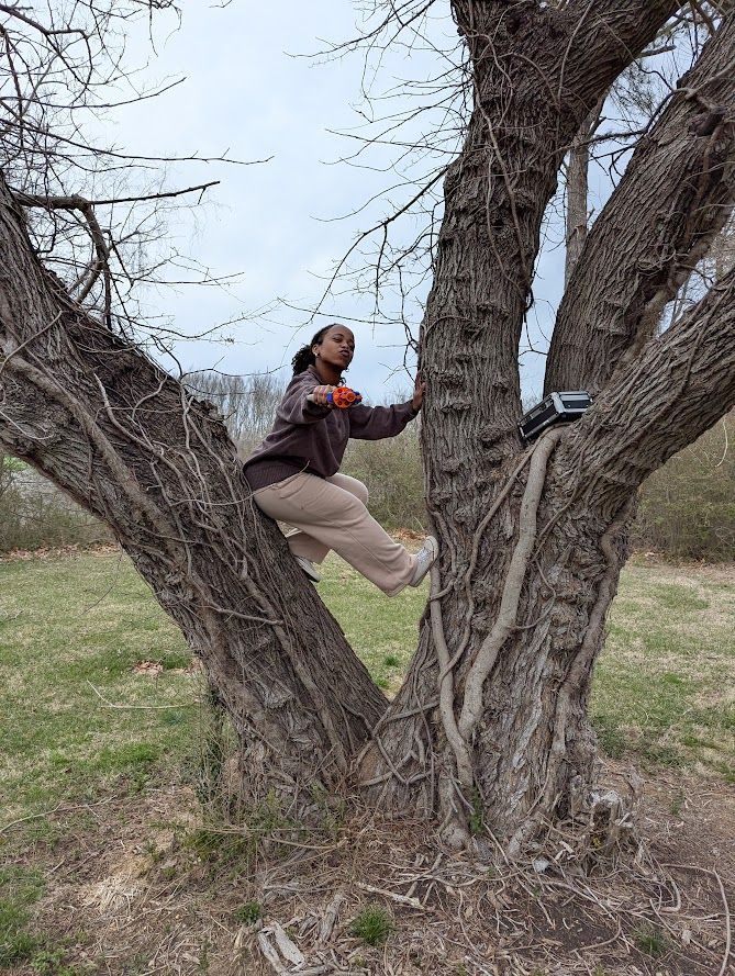 Person climbing a large tree with multiple trunks, outdoors.