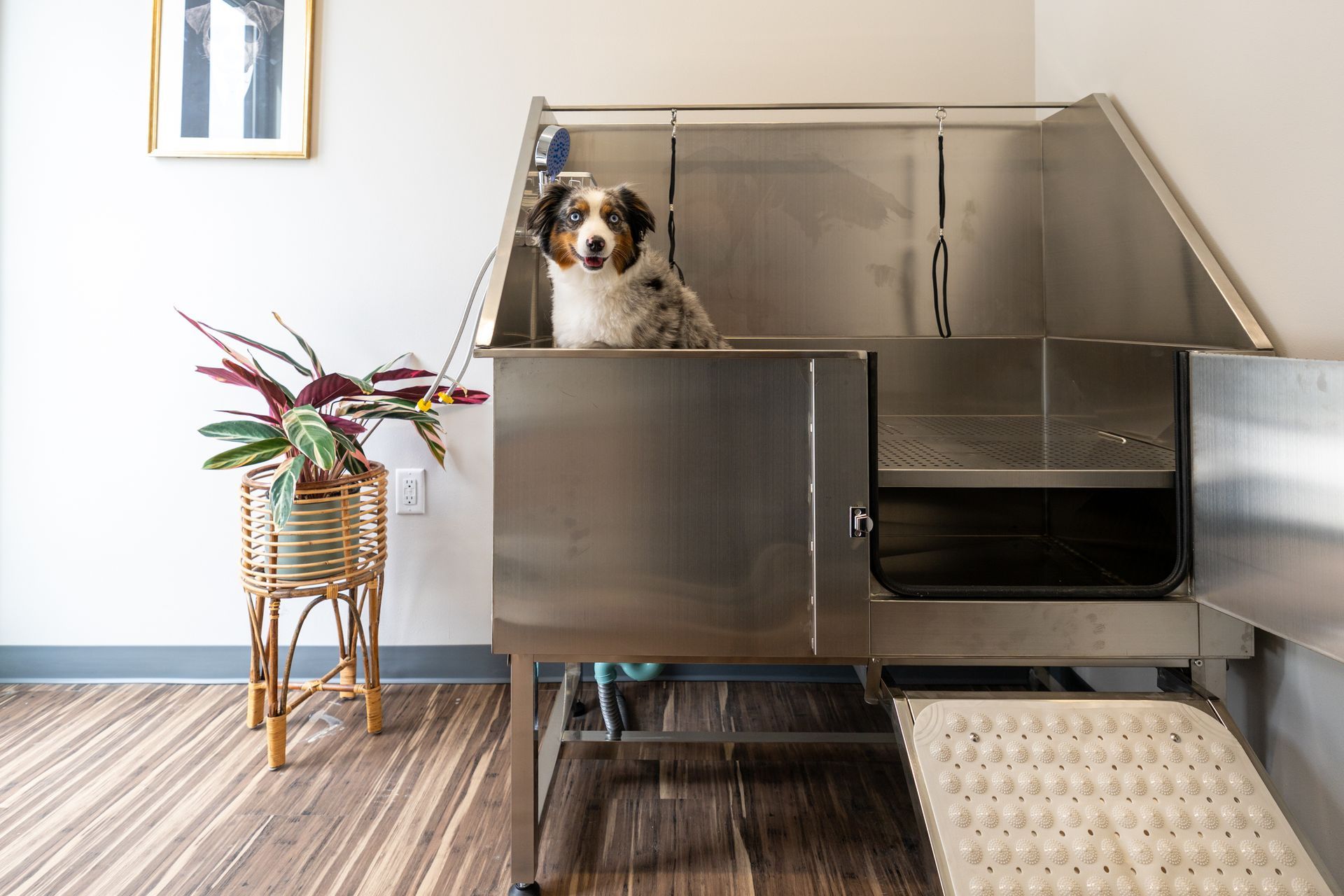 dog in dog wash area